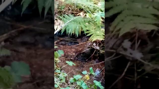 Осенние дары леса каркаралинск смотреть онлайн