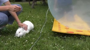 Надуваем огромный шар что бы лопнуть.