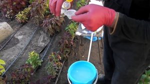 как подкислить почву для гортензий