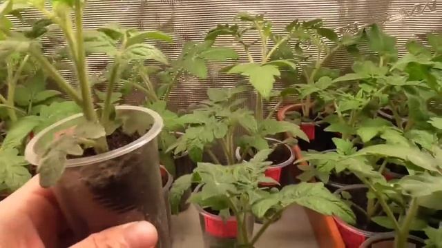 Томатный Гном Красота Сьюзи поразил меня своим вкусом и красотой. Обзор рассады и спелых плодов. смотреть онлайн