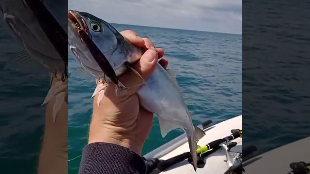 Я в шоке! Смотри какие ЛУФАРИ ловятся в Чёрном море . Севастополь 4 сентябре 2021г смотреть онлайн