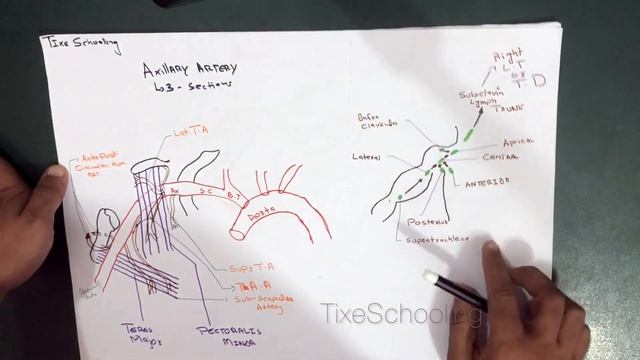 Axilla | Contents | Artery | Lymph Nodes | Detailed смотреть онлайн