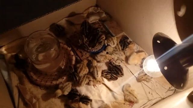 Суточные перепела. Какой уход им необходим? смотреть онлайн