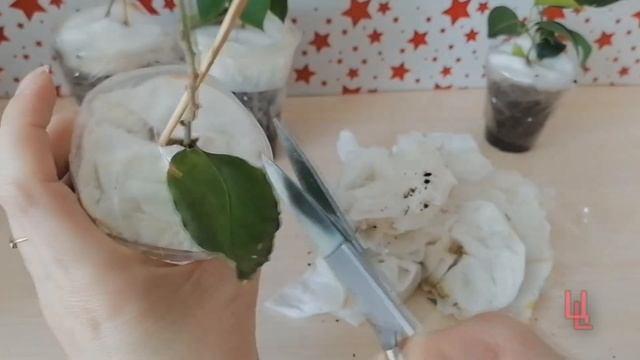 распаковка посылки № 8 реанимирую бугенвиллии | комнатные растения почтой | пополнение коллекции смотреть онлайн