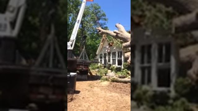 Tree removal смотреть онлайн
