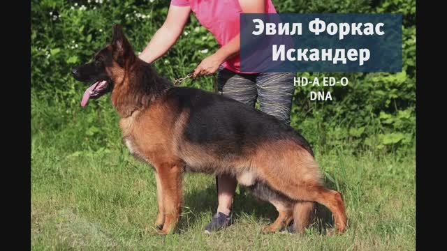 Эвил Форкас Искандер - презентация