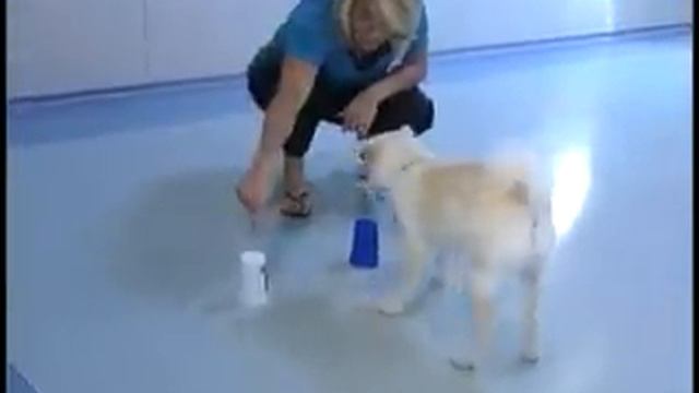 Test It Tuesday: Pooch IQ Test смотреть онлайн