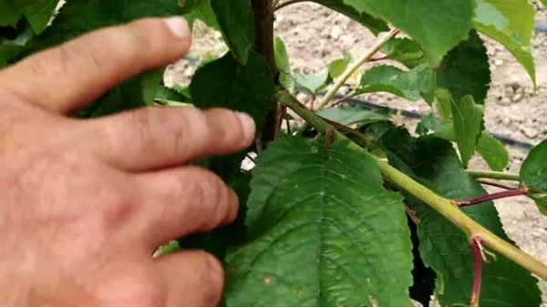 Формировка черешни. Основные правила формировки черешни всех осевых систем. Sweet cherry formation.