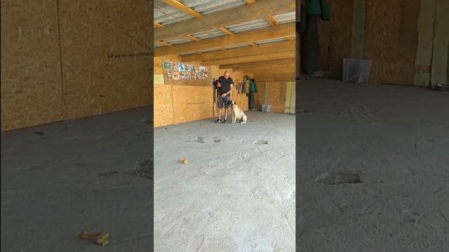 Успехи за неделю с Анатолийской овчаркой по кличке Рокси смотреть онлайн