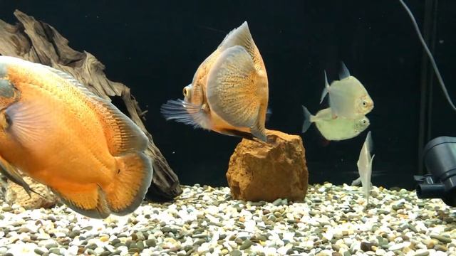 Метиннис серебристый (серебряный доллар) смотреть онлайн