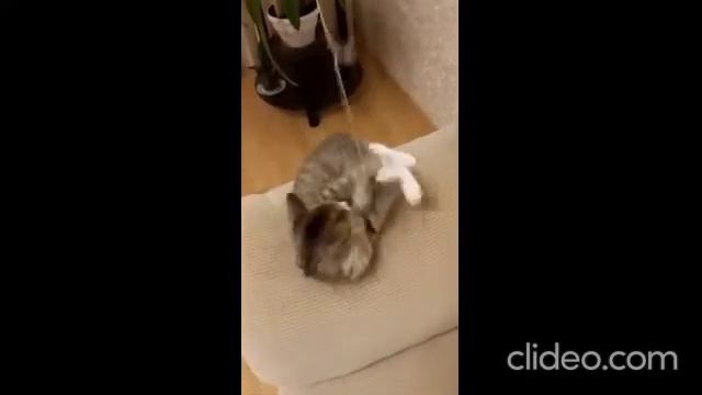 Ручная одноглазая ласковая Пипеточка УЖЕ ДОМА! смотреть онлайн