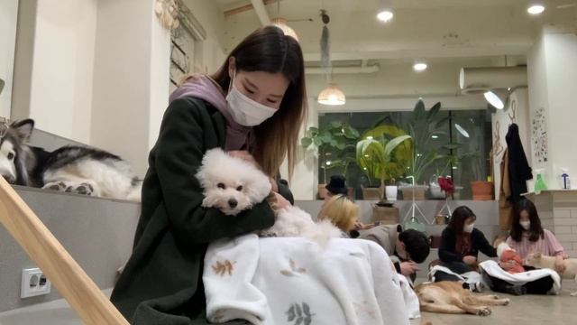 куда сходить в Сеуле? ?? кафе с собаками, поезд в пусан, игровые автоматы на хондэ смотреть онлайн