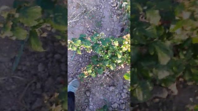 9- актиябрь малина полька смотреть онлайн