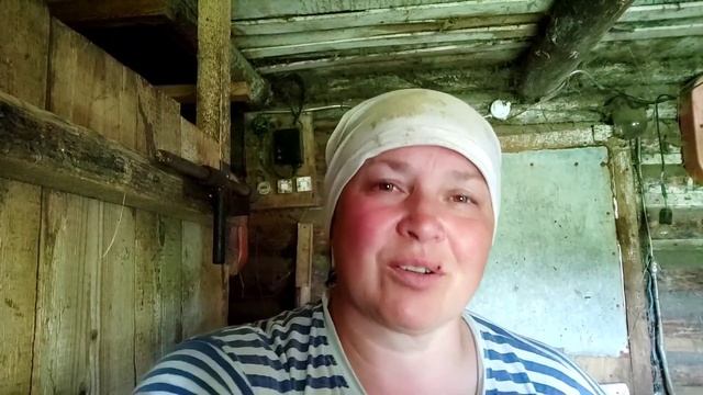 Его бросила мать. Доение первотелки. ,, Ёжики