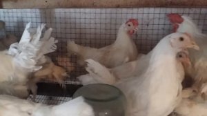 Молодняк курей Леггорн мини