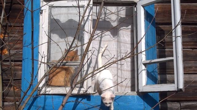 Кототерапия - коты на природе. смотреть онлайн