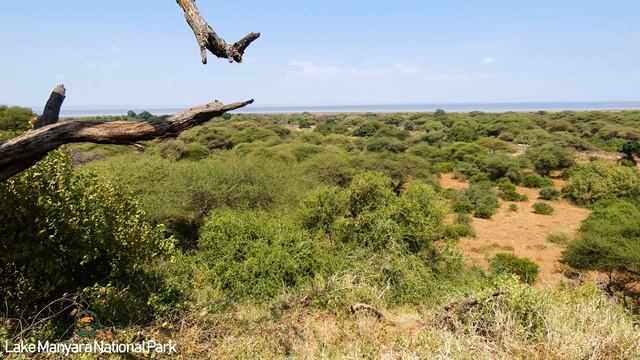 Safari NP Lake Manyara / Tanzania / August 2019 / HighLights / 4k 2160p смотреть онлайн