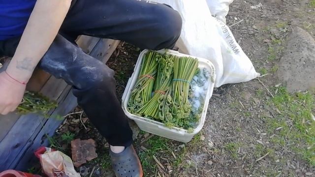 Папоротник ОРЛЯК,рецепт, собираем и готовим. ??? смотреть онлайн