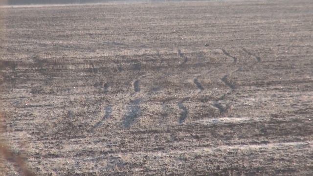 Охота на тетерева весной на току. Поиск тока смотреть онлайн