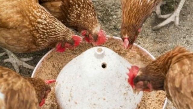 Курица клюет яйцо. Основные причины и способы устранения расклева яиц. смотреть онлайн