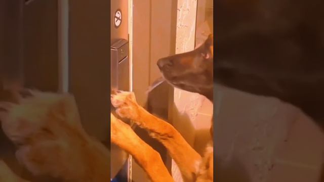 малинуа домушник#малинуа#дрессировка смотреть онлайн