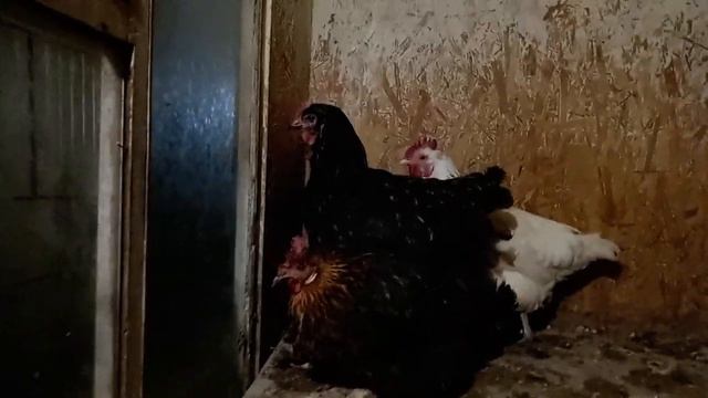 ПАСТЕРЕЛЛЕЗ куры дохнут, хрипят, гребень синеет. смотреть онлайн