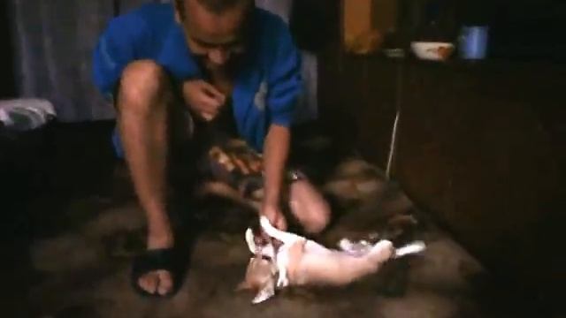 Хозяин ругает собаку смотреть онлайн