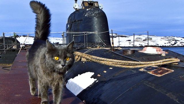 Рожденные на глубине 200 м, эти котята станут настоящими талисманами! И вот почему