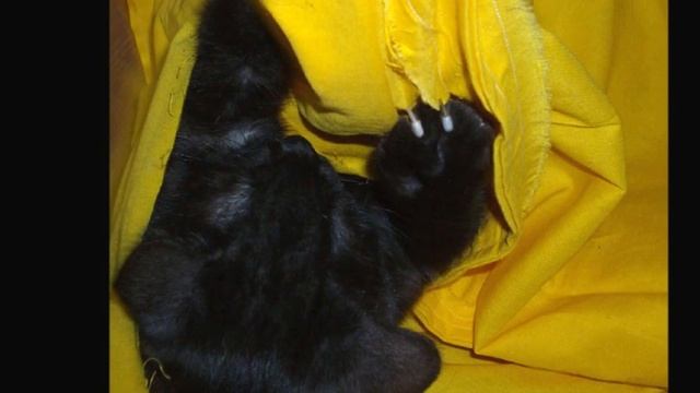 Kater Nero, geb. 10. August 2012 смотреть онлайн