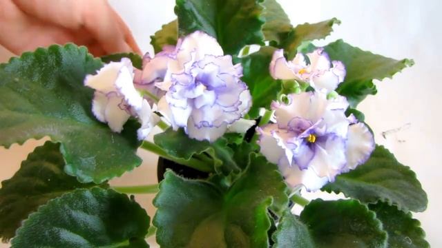 ЛЕ-Выпускница (Е. Лебецкая). Фиалка. Стандарт. Юлия Датта смотреть онлайн