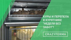 Курятник 2 в 1! Совместное содержание перепелов и кур-несушек! Смотрите как это возможно_