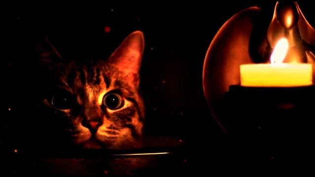 DreamScene. It's time for magic stories. Cat and candle. смотреть онлайн