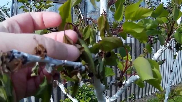 ЧТО с АБРИКОСОМ? смотреть онлайн