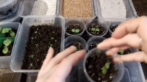 Черная ножка у рассады петунии, томатов, перца... Гниль корневой шейки сеянцев