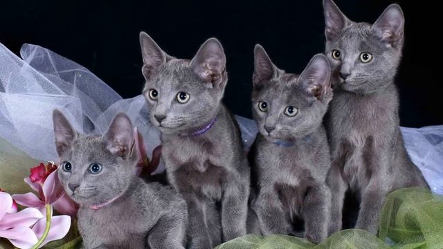 Котята Русской голубой смотреть онлайн