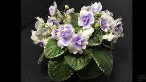 Buckeye Seductress. Презентация