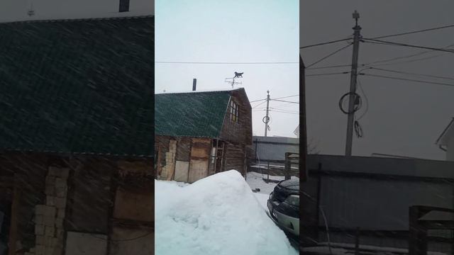 Щенки растут. Гуляем и играем. Мини вlog о нашей жизни питомника и не только