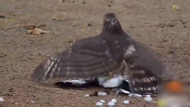 Ястреб перепелеятник поймал сорочью кукушку. Охота ястреба перепелеятника.