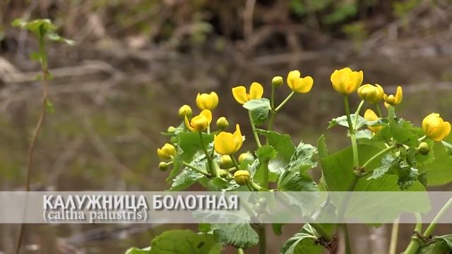Калужница болотная. смотреть онлайн