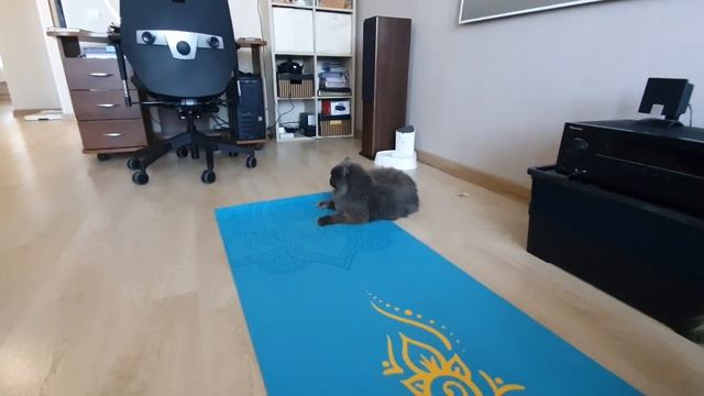Четыре способа, как призвать шпица и кота! смотреть онлайн