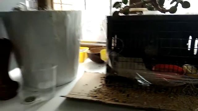 Дикая перепелка Гоша смотреть онлайн