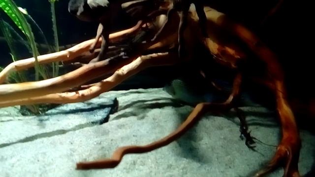 Подселение 8 черных неонов. смотреть онлайн