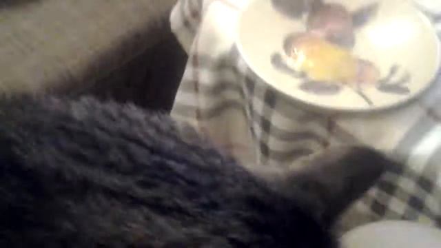 Кот и перепелиные яйца!:) смотреть онлайн