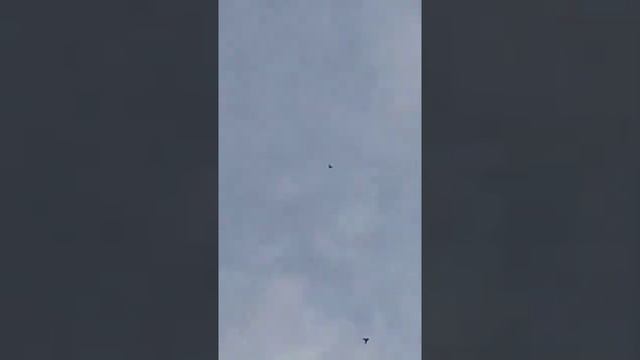 Бакинские и Иранские голуби!!! смотреть онлайн