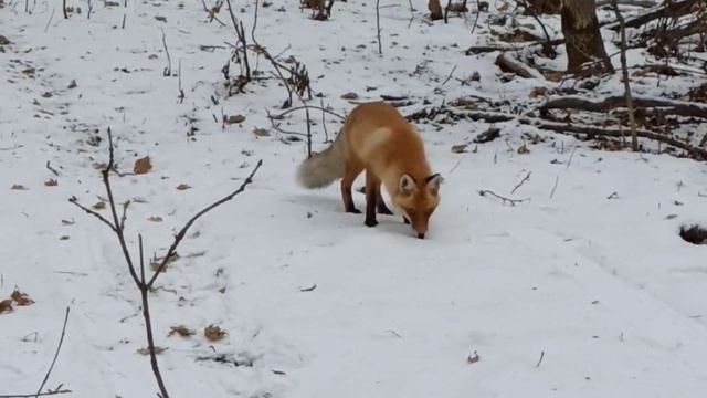 Лиса в лесу просит есть смотреть онлайн
