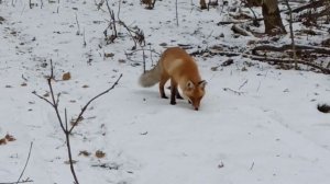 Лиса в лесу просит есть