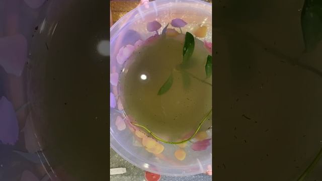 Входящая обработка хой( Hoya) против вредителей фунгицидами. смотреть онлайн