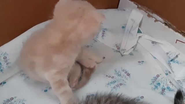 Маленькие веселые котята. Мои домашние питомцы смотреть онлайн