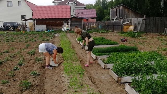 окучивание картошки смотреть онлайн