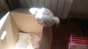 Понос у цыплят бройлеров лечу за один день.